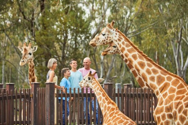 Family enjoying a giraffe encounter at Taronga Western Plains Zoo, Dubbo. Family enjoying a giraffe encounter at Taronga Western Plains Zoo, Dubbo.